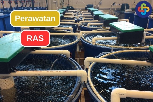 Sistem Perawatan Dalam Budidaya RAS